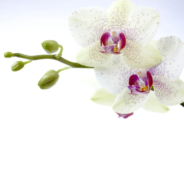 Mooie orchideeën grens — Stockfoto