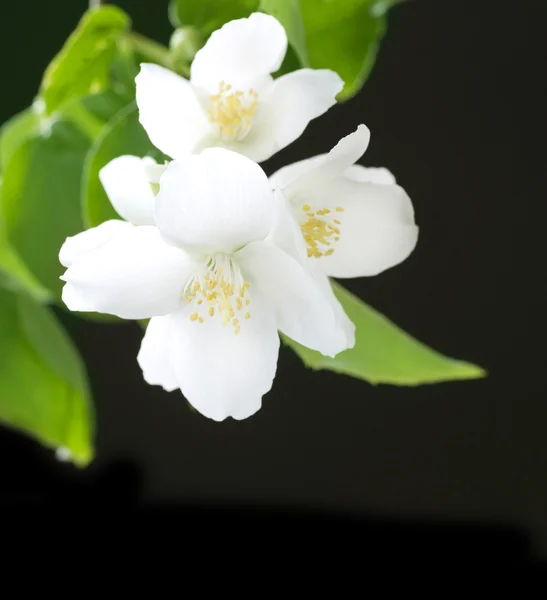 Jasmin blommor över svart — Stockfoto