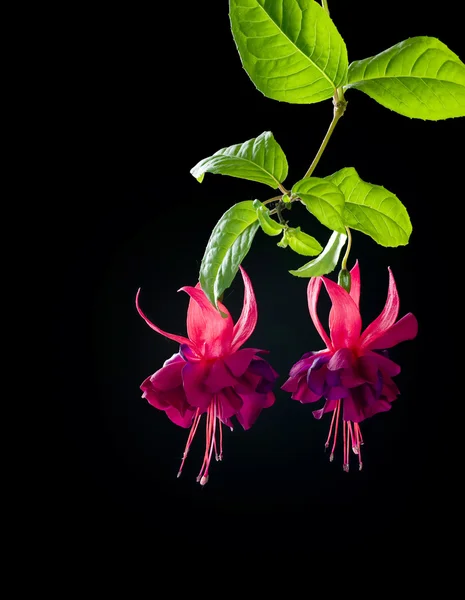 적자 색 꽃 — 스톡 사진
