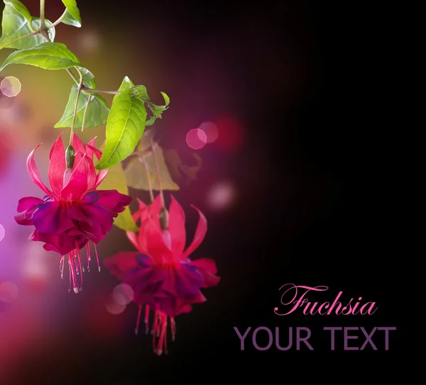 Fuchsia Fleurs — Photo