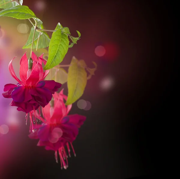 Квіти фуксії. Абстрактний квітковий фон — стокове фото