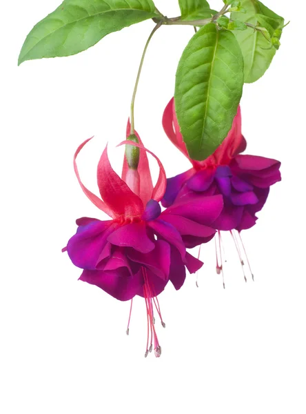 Fuchsia Flowers — Stock Photo, Image