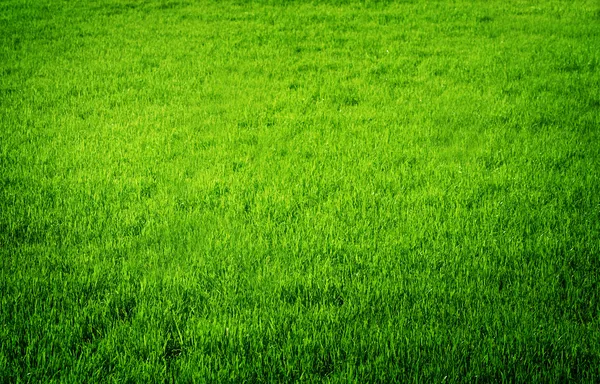Mükemmel taze çimen — Stok fotoğraf