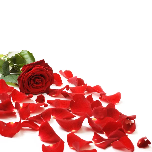 Rosa Vermelha & Pétalas Fronteira — Fotografia de Stock