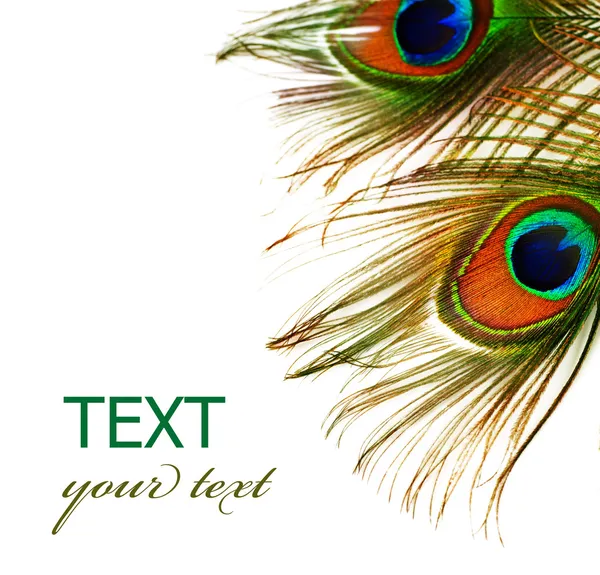 Peacock Feathers Over White — Stock Photo, Image