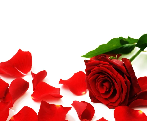 Rote Rosen & Blütenblätter Rand — Stockfoto