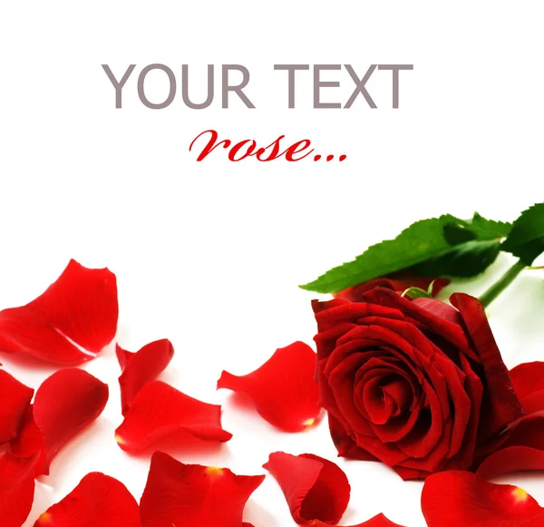 Rode Rose & bloemblaadjes grens — Stockfoto