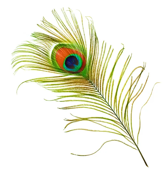 Peacock Feather Over White — Stock Photo, Image