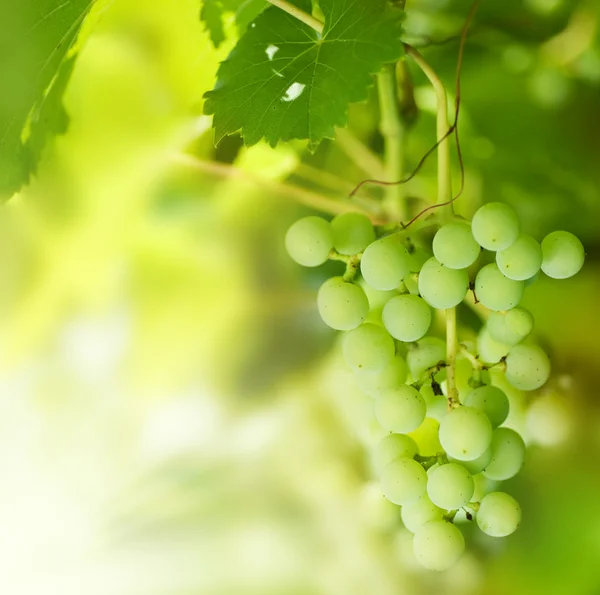 Bos van groene druiven op grapevine in wijngaard — Stockfoto