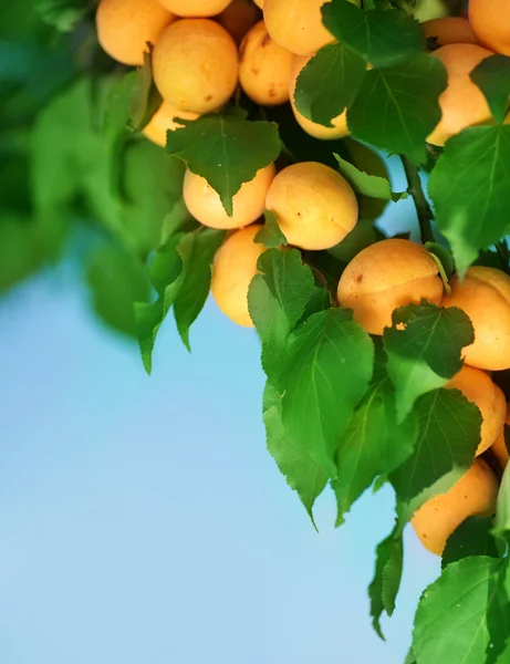 Zralé meruňky na větvi stromu — Stock fotografie