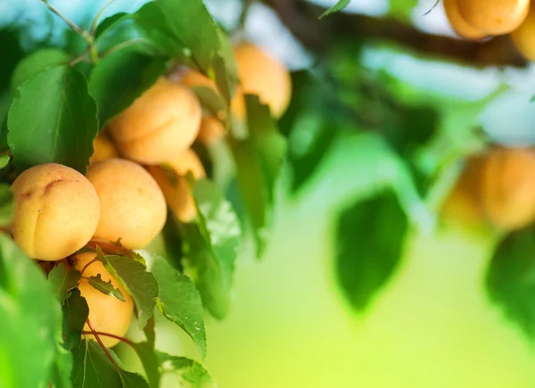 Растущий абрикос — стоковое фото