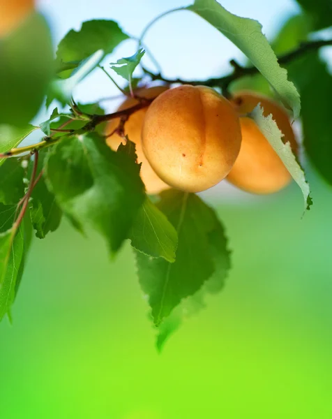 Reife Aprikosen auf einem Ast — Stockfoto