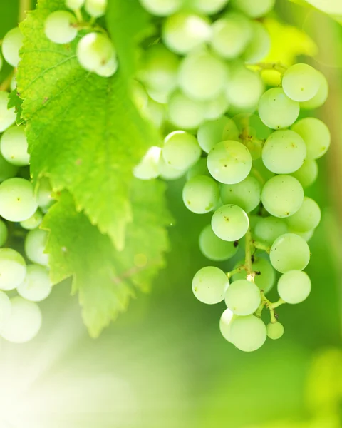 Bos van groene druiven op grapevine in wijngaard — Stockfoto