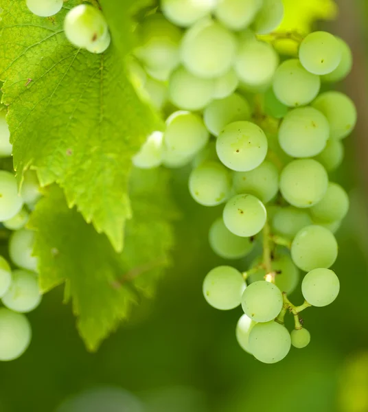 Bunch of Green Grapes On Grapevine In Vineyard — стоковое фото