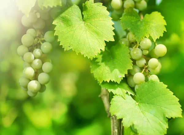 Bando de uvas verdes na vinha na vinha — Fotografia de Stock