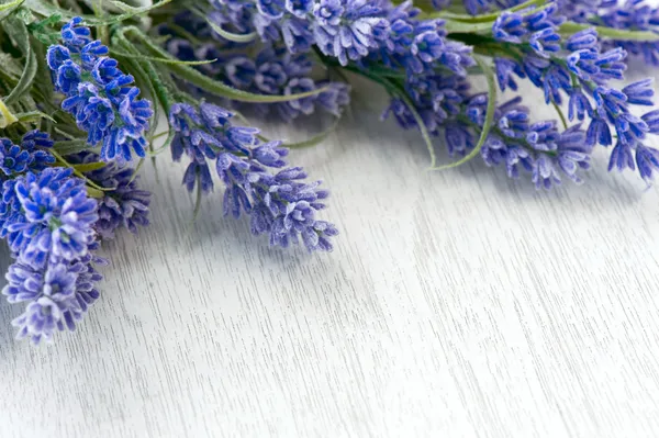 Lavendel blommor över vita — Stockfoto
