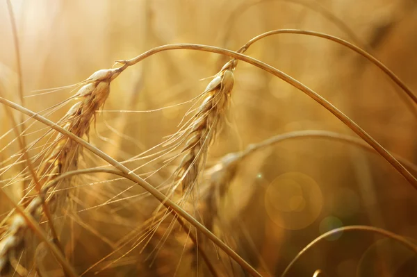 Goldene Weizenähren — Stockfoto
