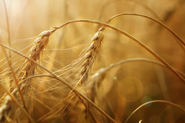 Hojas de trigo dorado — Foto de Stock