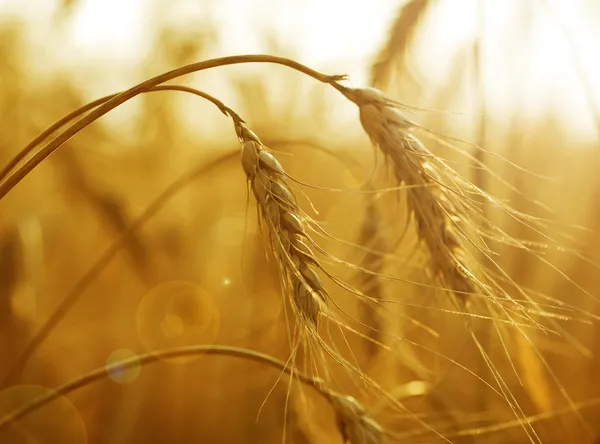 Goldene Weizenähren — Stockfoto