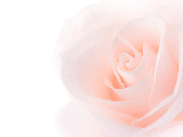 Όμορφο τριαντάφυλλο μαλακό πάνω από λευκό — Φωτογραφία Αρχείου