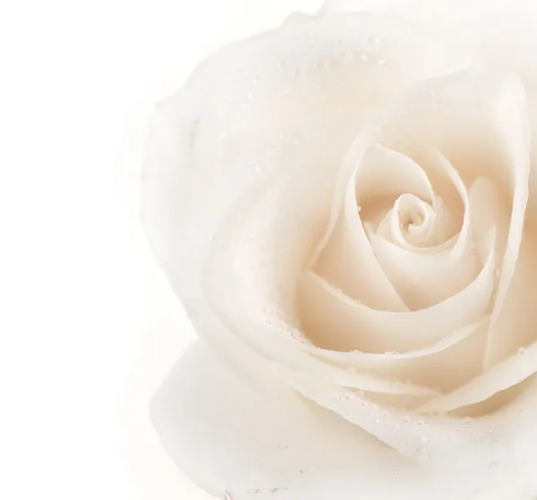 Gyönyörű puha Rose határ — Stock Fotó