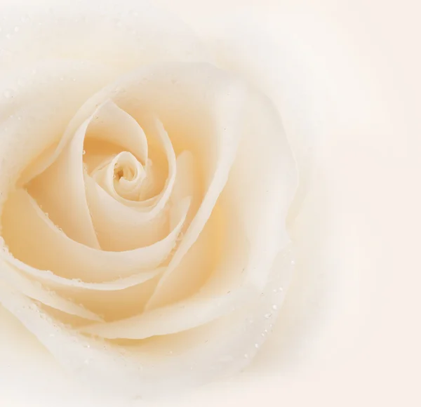 Belle rose douce — Photo