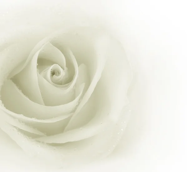 Hermosa Sepia Rose — Foto de Stock