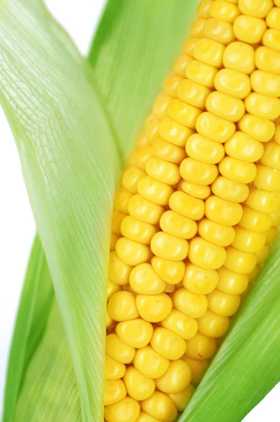 Сушеная кукуруза на белом — стоковое фото