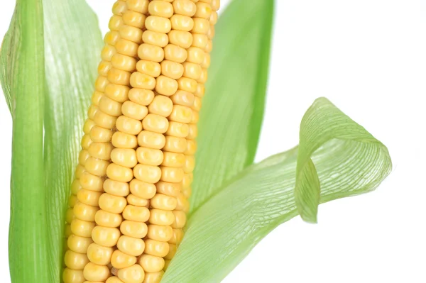 Ucho kukurydza zbliżenie — Zdjęcie stockowe