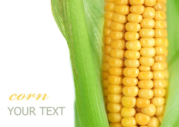 Elszigetelt fehér édes kukorica fül — Stock Fotó