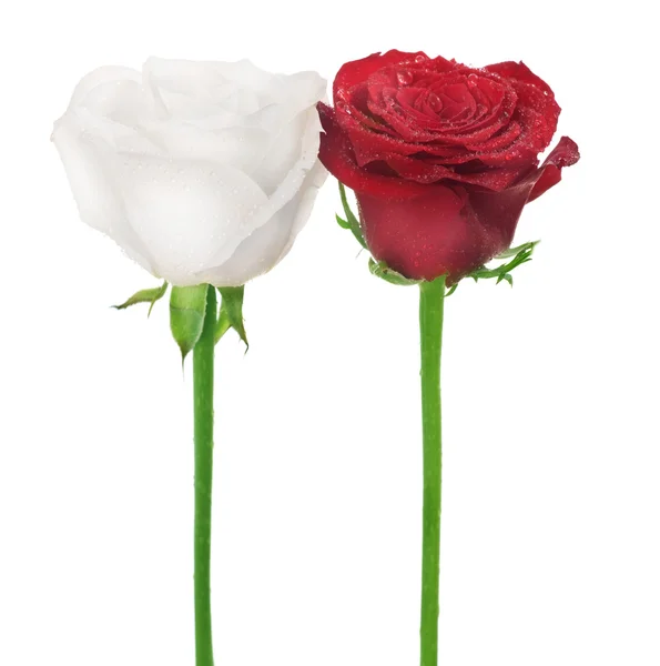 Δυο τριαντάφυλλα. Λευκό κόκκινο & — Φωτογραφία Αρχείου