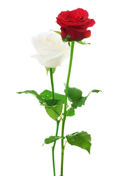 Paar van rozen. Rood & wit — Stockfoto