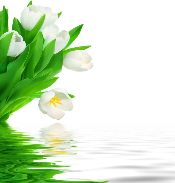 Fehér tulipán csokor — Stock Fotó