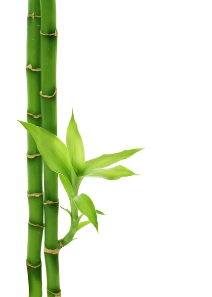 白に隔離された竹 — ストック写真