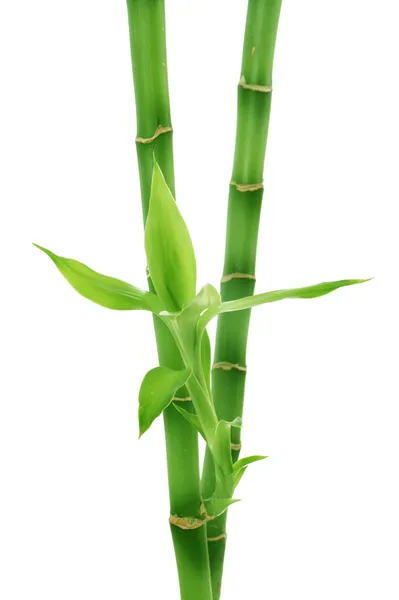 Bambu isolerad på vitt — Stockfoto