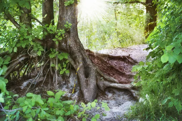 stock image Old Forest