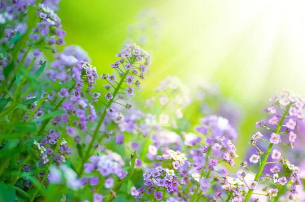 Beautiful Summer Flowers — Stock Photo, Image