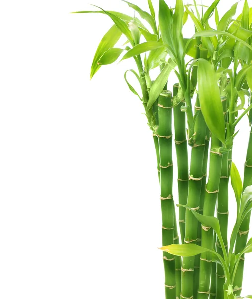 Bambus izolovaný na bílém — Stock fotografie