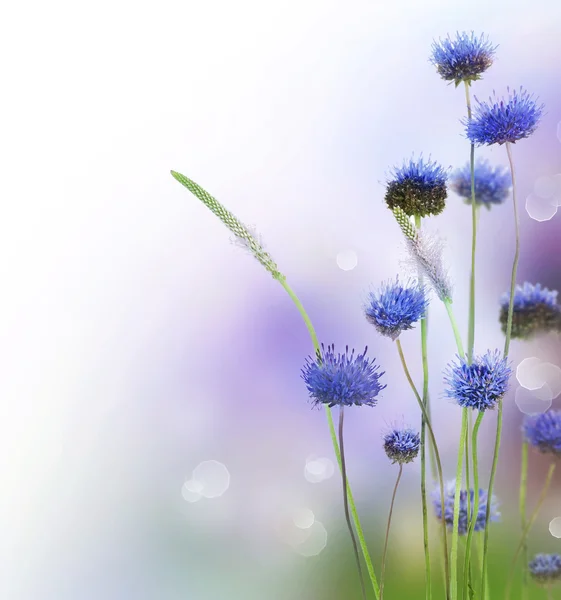 Astratto fiori confine design — Foto Stock