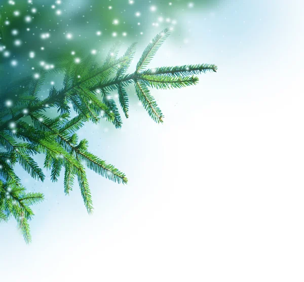 Kerstboom grens — Stockfoto