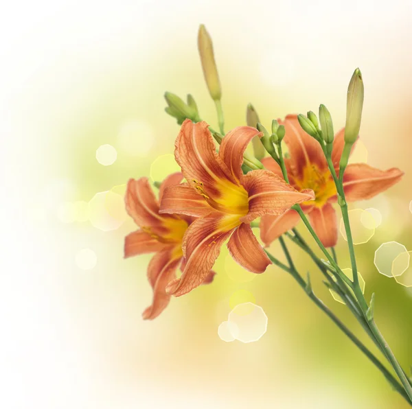 Lily Flowers Border Design. Summer Flowers — Stock Photo, Image