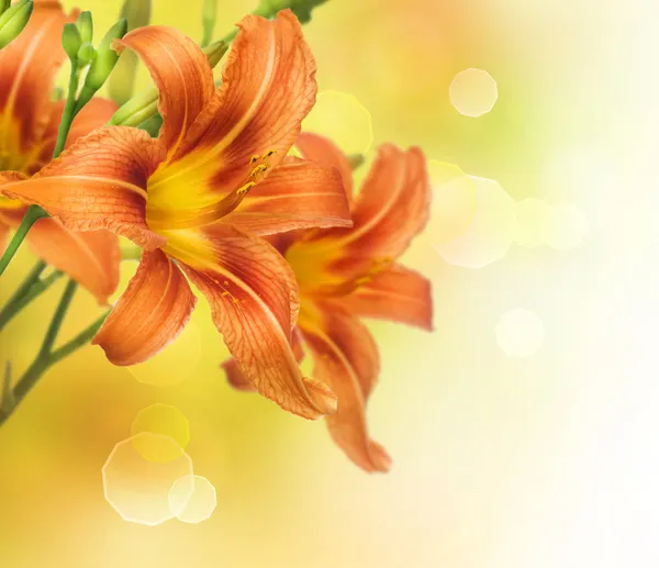 Yellow Lily Flower Border Design — Stock Photo, Image