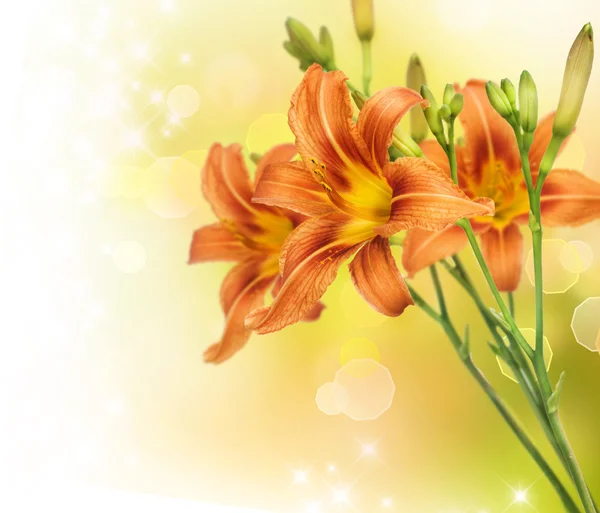 Lily Flower — Stock Photo, Image