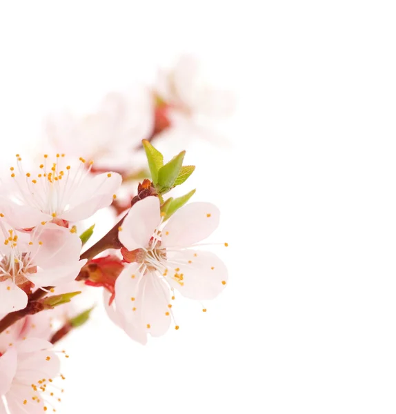 아름 다운 꽃 테두리 — 스톡 사진