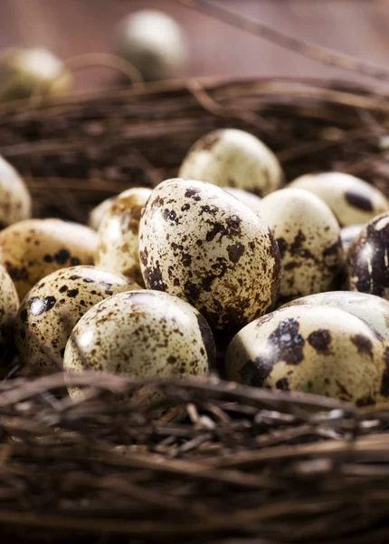 Jaja przepiórcze w gnieździe — Zdjęcie stockowe