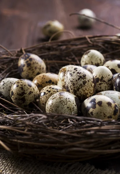 Jaja przepiórcze w gnieździe — Zdjęcie stockowe