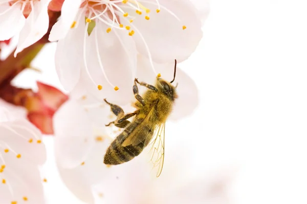 Våren bee — Stockfoto