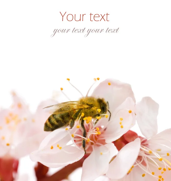 Bee op een bloem. Studio geïsoleerd — Stockfoto