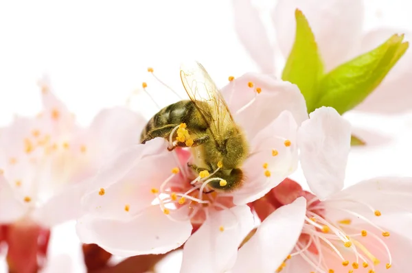 Honingbij op een bloem. Studio geïsoleerd — Stockfoto