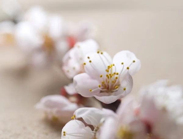 Beautiful Spring Blossom — Stock Photo, Image